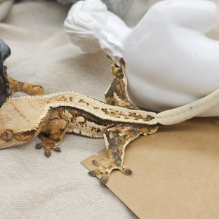 트라이 화이트스팟 화이트핀 텐저린 에밀리 쿼드