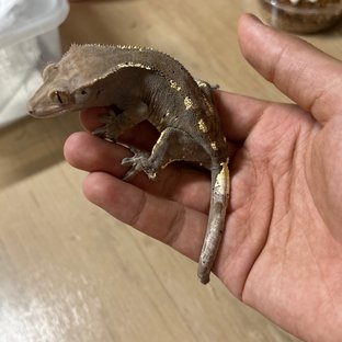 카푸치노