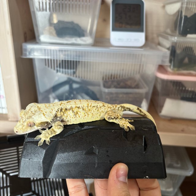 화이트스팟 트라이 화이트 익스트림할리퀸 드리피