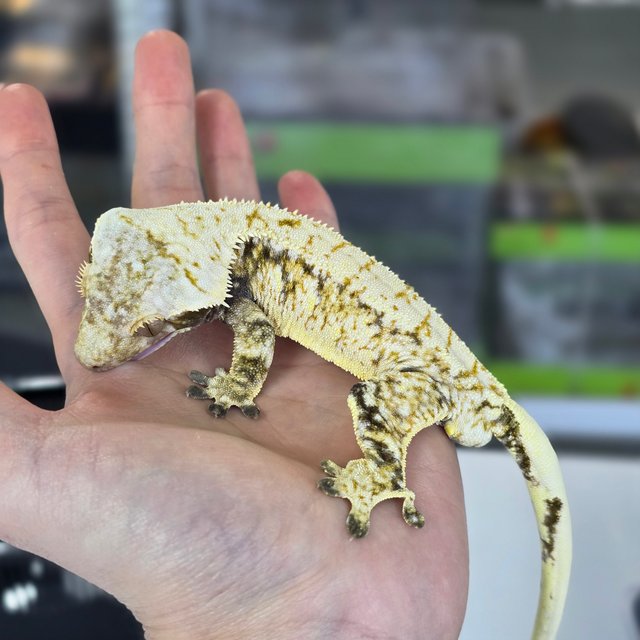 화이트스팟 트라이 화이트 익스트림할리퀸 드리피