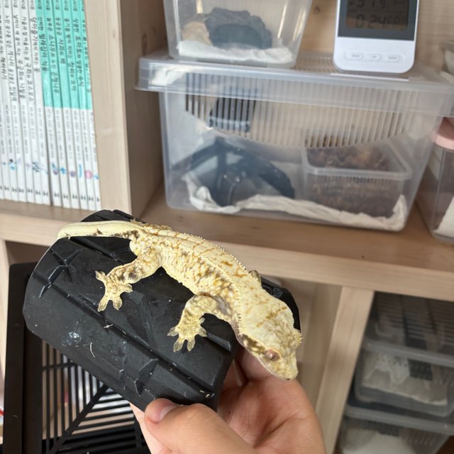 화이트스팟 노멀 트라이 드리피