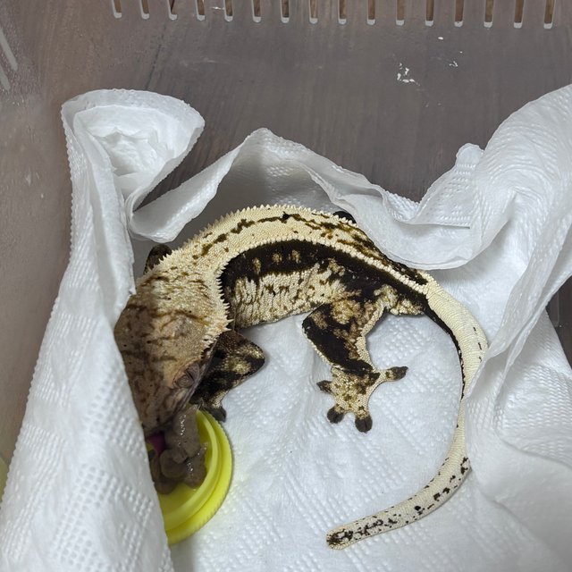 핀스트라이프 쿼드 풀핀 화이트스팟 화이트핀