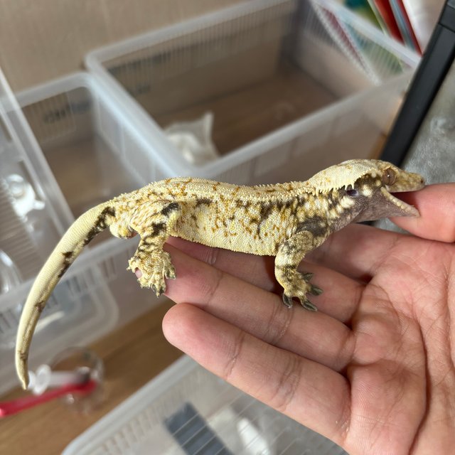 화이트스팟 트라이 화이트 익스트림할리퀸 드리피