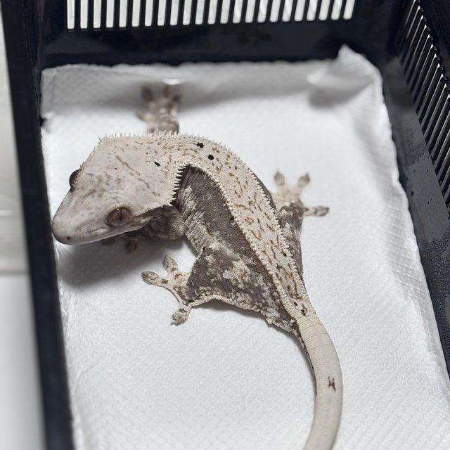 화이트 쿼드 풀핀