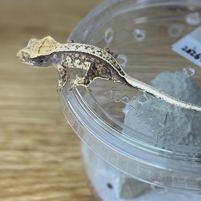 노멀 풀핀 화이트스팟 화이트핀 화이트