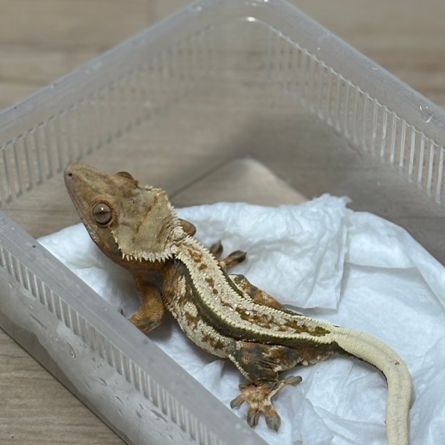 트라이 화이트스팟 화이트핀 텐저린 에밀리 쿼드