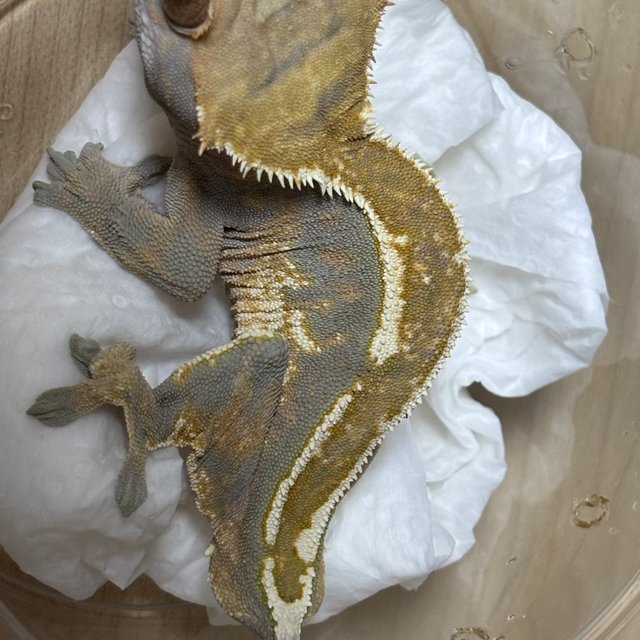 카푸치노 화이트핀 핀스트라이프 엠티백