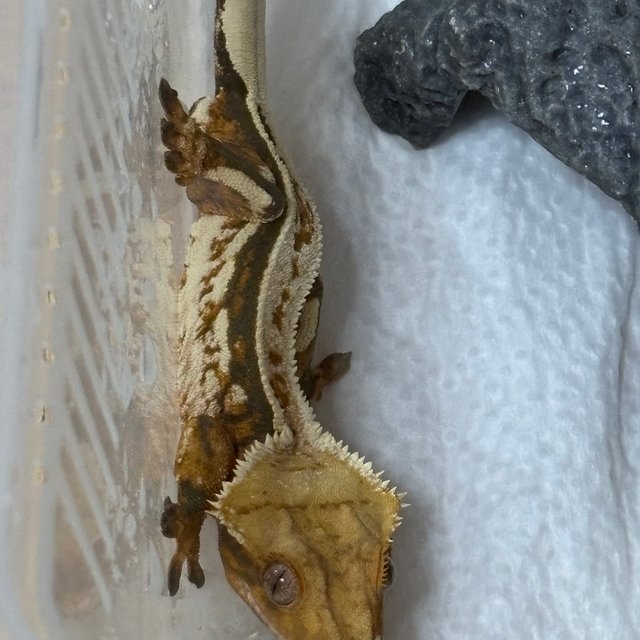 트라이 화이트스팟 화이트핀 텐저린 에밀리 쿼드