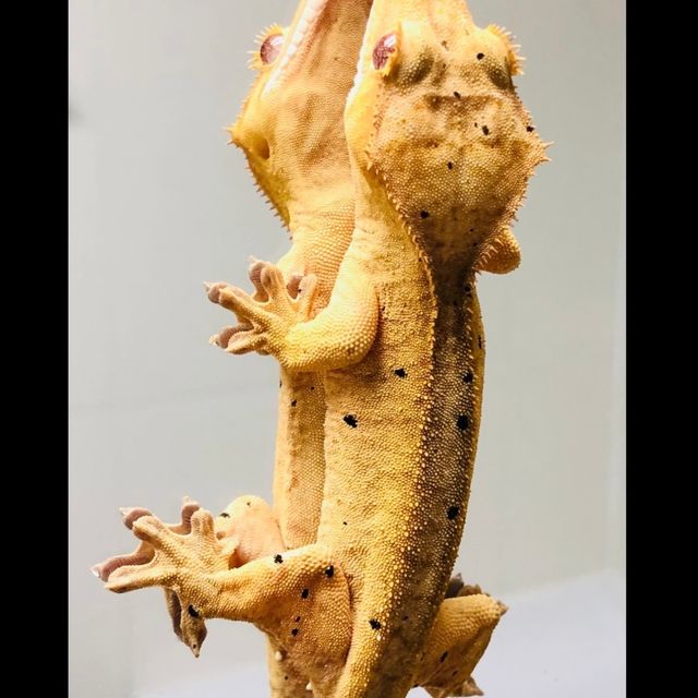 달마시안