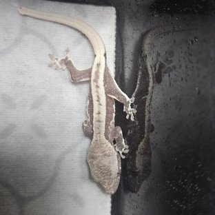 릴잔틱