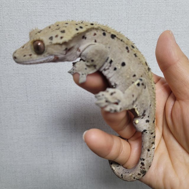슈퍼달마시안