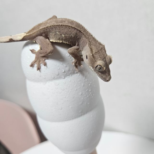 레드 바이