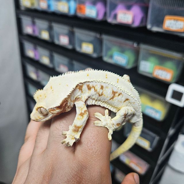 레드 릴리화이트