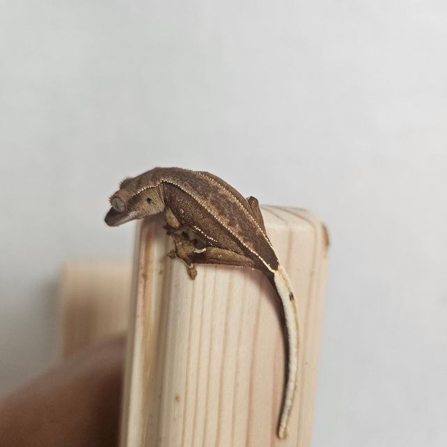 레드