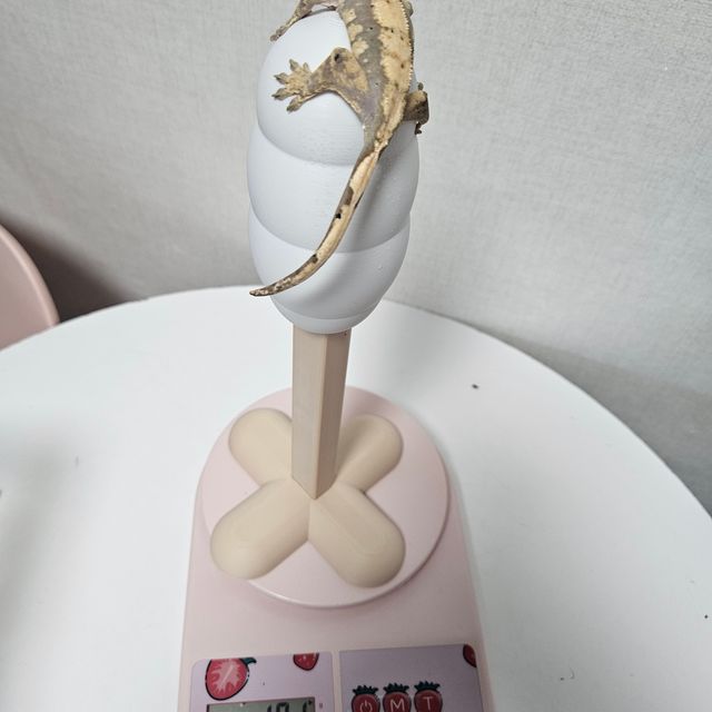 노멀