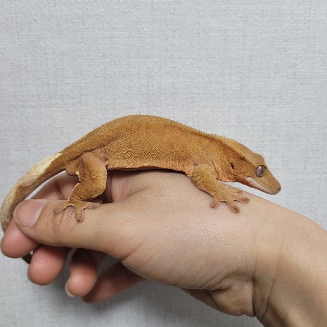 레드