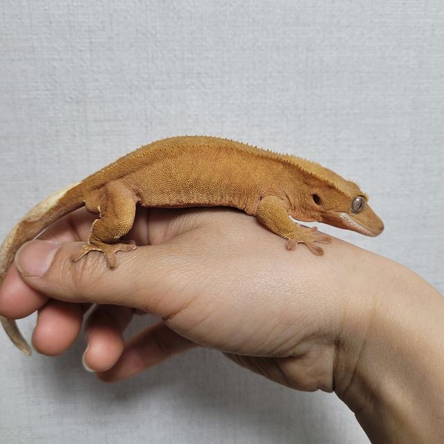 레드