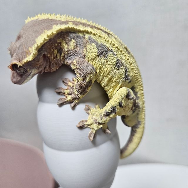 프라푸치노