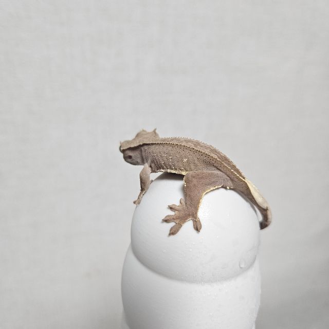 레드 바이