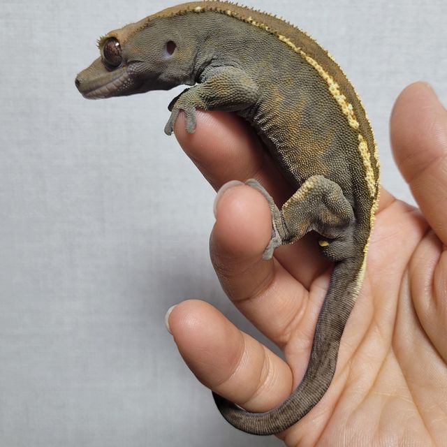 카푸치노