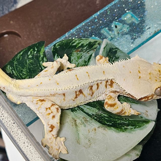 레드 릴리화이트