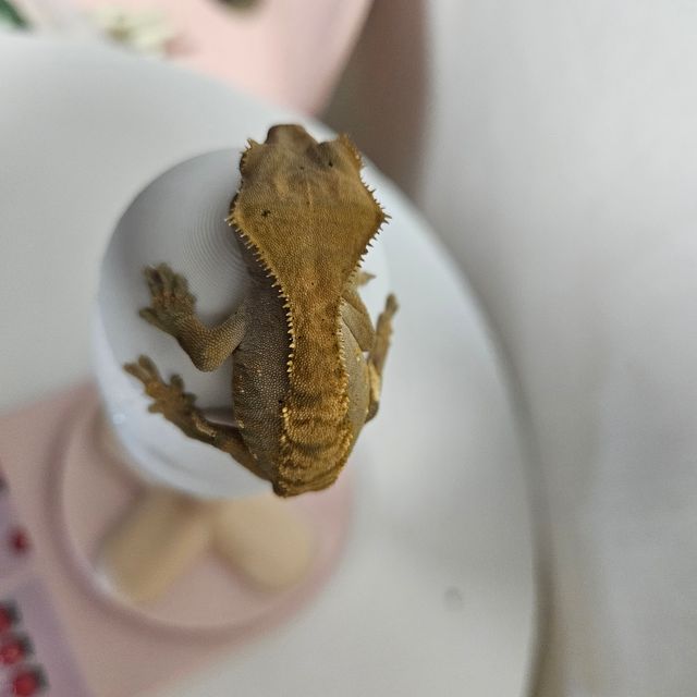노멀