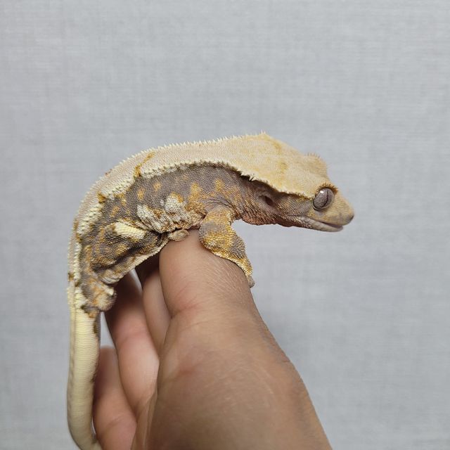 릴리화이트