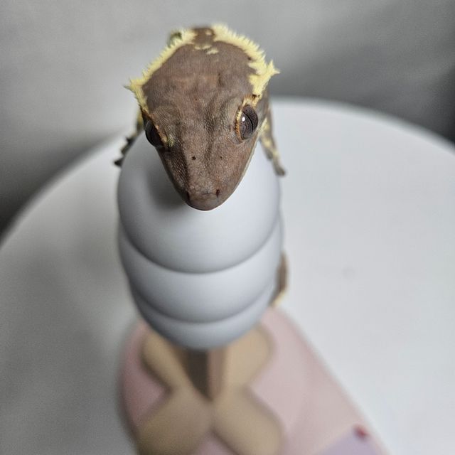 프라푸치노