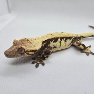 세이블