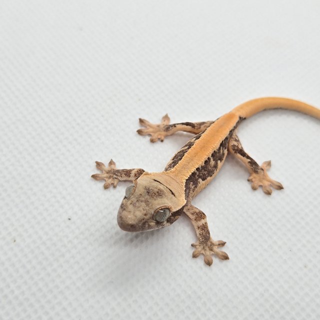 릴리화이트 솔리드백