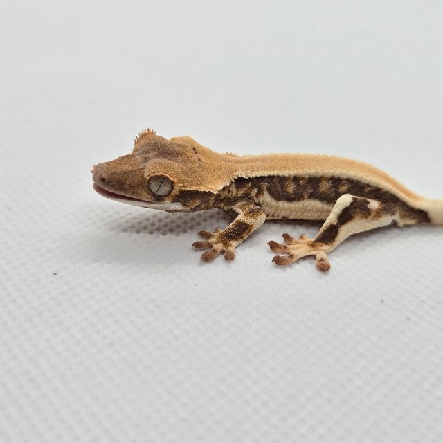 릴리화이트 솔리드백