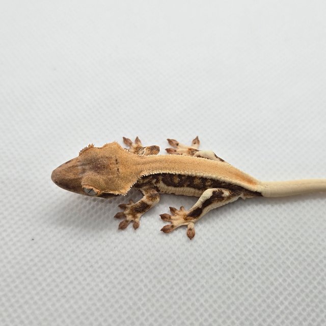 릴리화이트 솔리드백