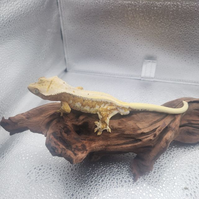 릴리화이트 릴리100%헷아잔틱