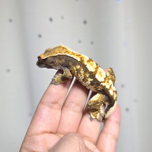 트라이 익스트림할리퀸