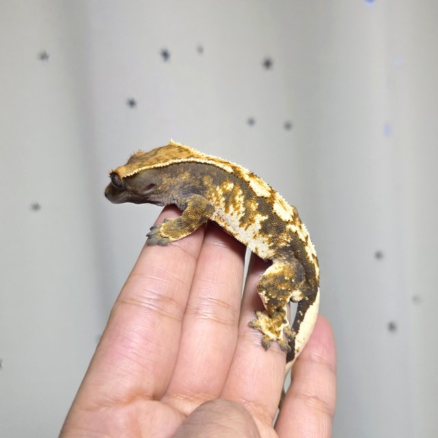 트라이 익스트림할리퀸