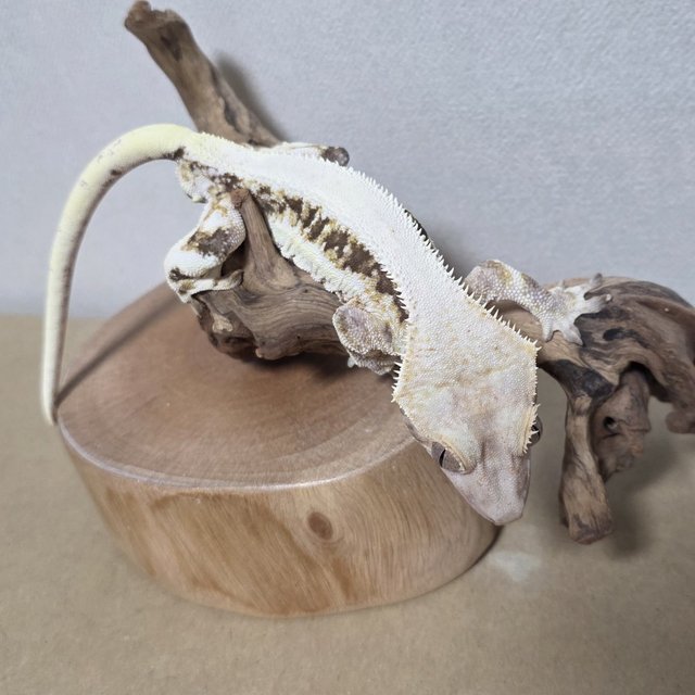 솔리드백 릴리화이트