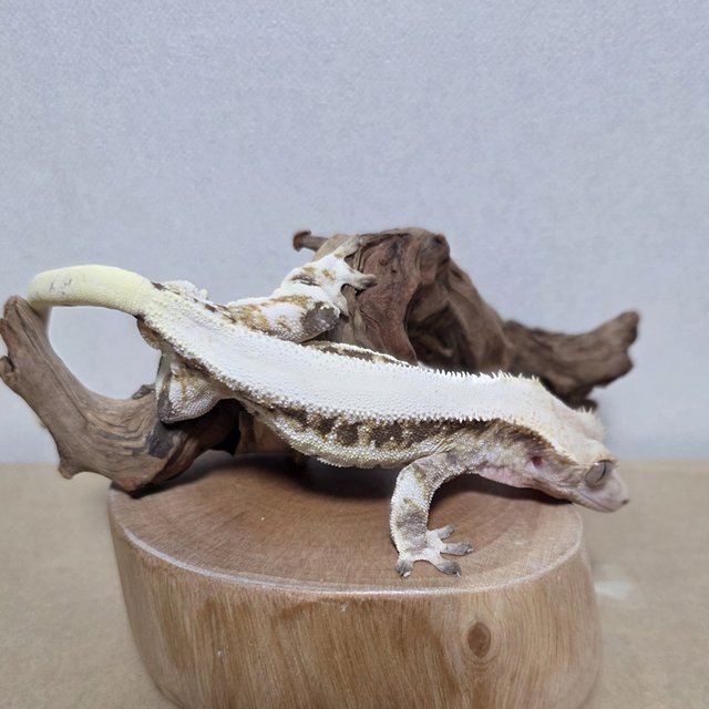 솔리드백 릴리화이트