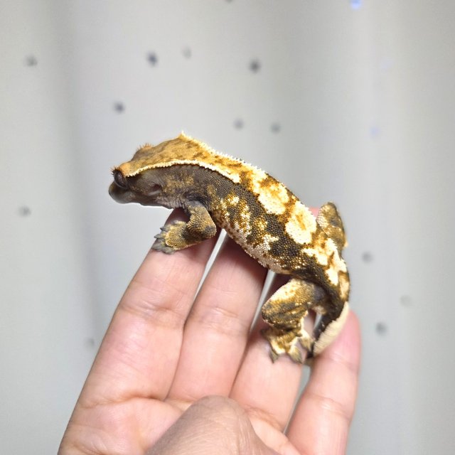 트라이 익스트림할리퀸