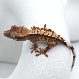 50헷초초