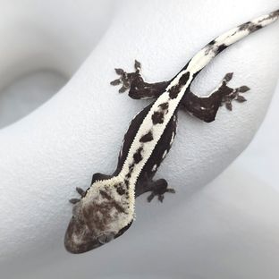 아잔틱