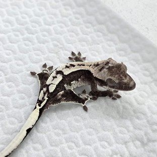 Axanthic