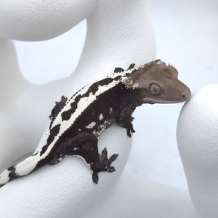 아잔틱