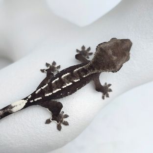아잔틱