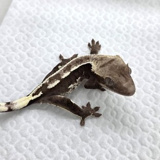 Axanthic