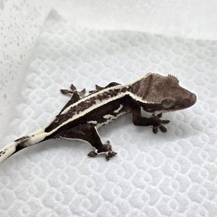 Axanthic