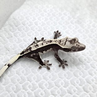 Axanthic