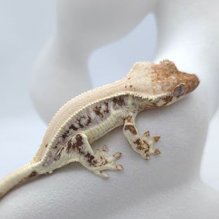 이렐리아 x 프리져