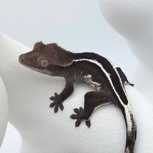 아잔틱