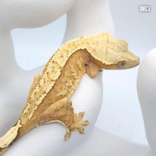 매디