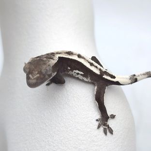 아잔틱